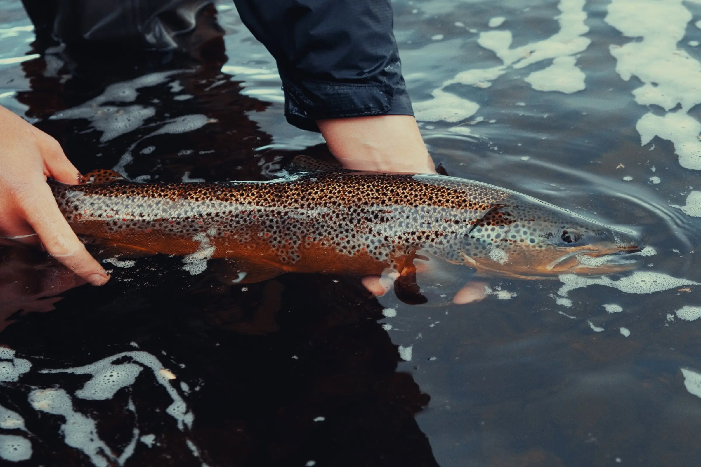 Wild brown trout being released back into a Finnmark river